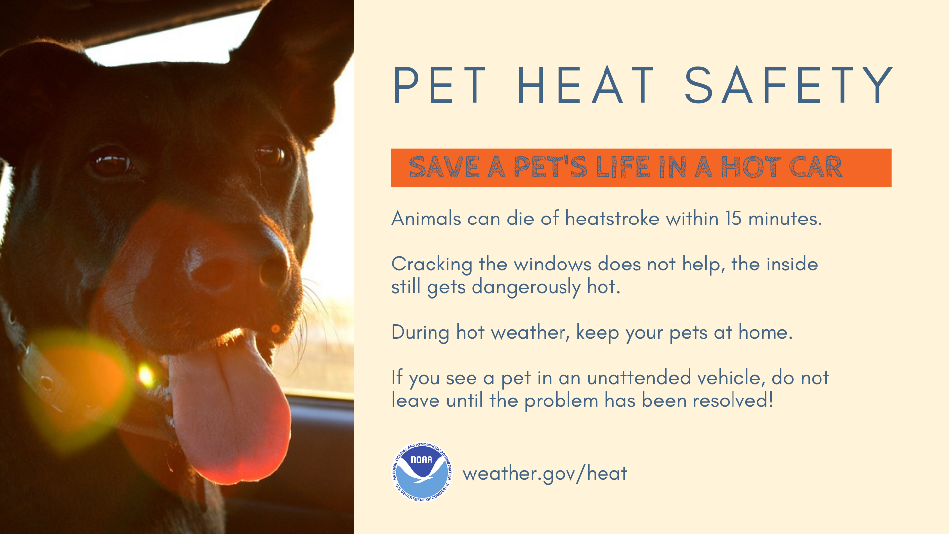 Heat - Pet Safety