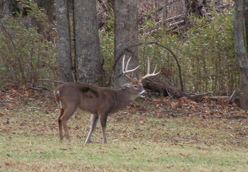 East TN Buck Image