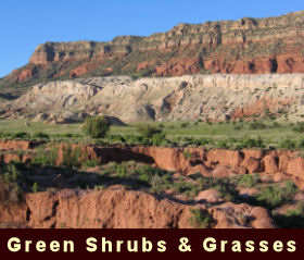 photo of green shrubs and grasses