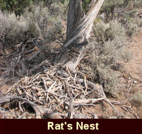 photo of dead wood that rats pile up and live within