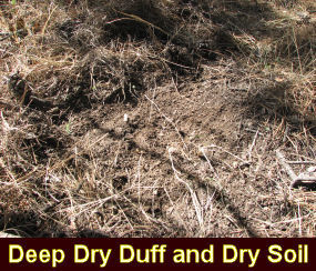 Photo of deep, dry duff and dry soil.