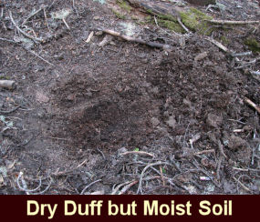 Photo of dry duff but a moist soil