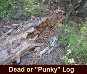 Photo of a dead or 'punky' log