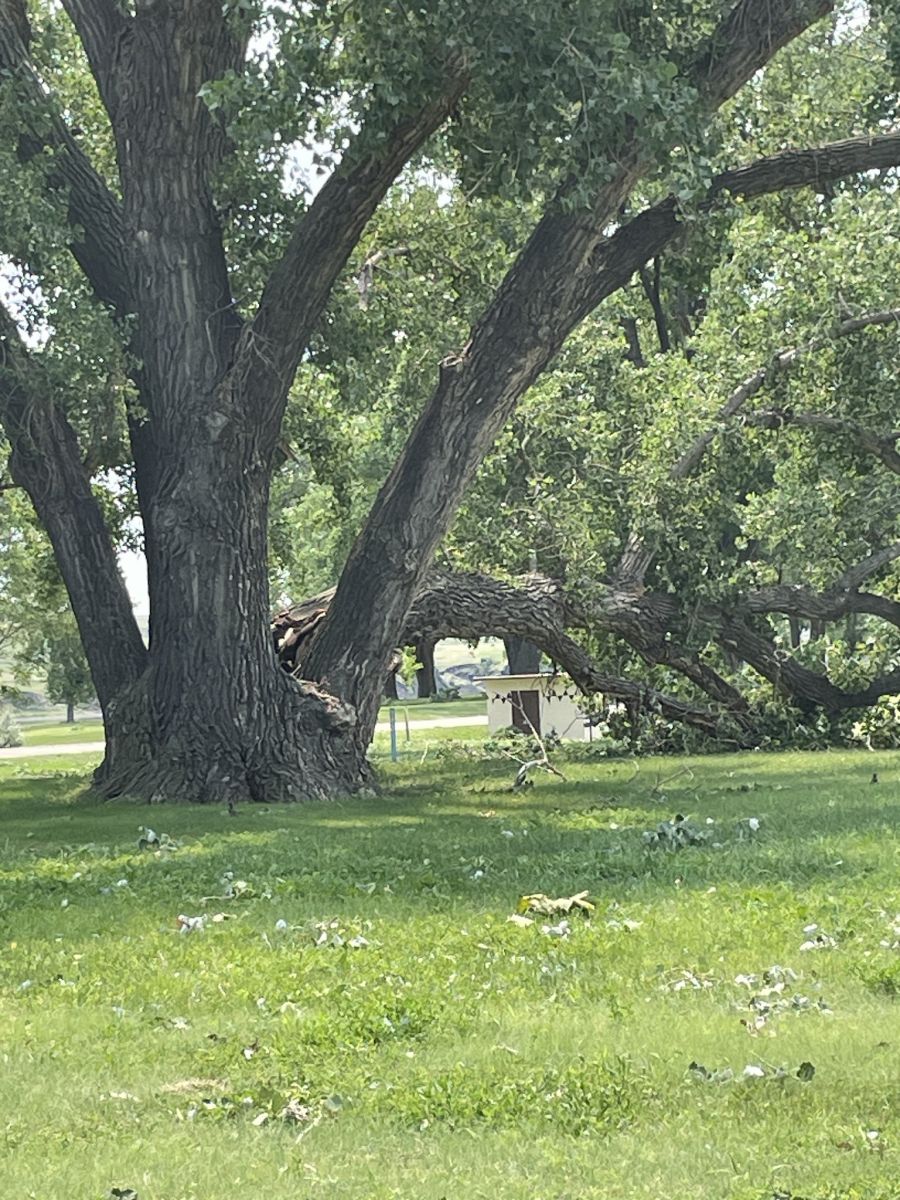 Portion of a tree snapped at the base. Photo credit DRG Media Group.