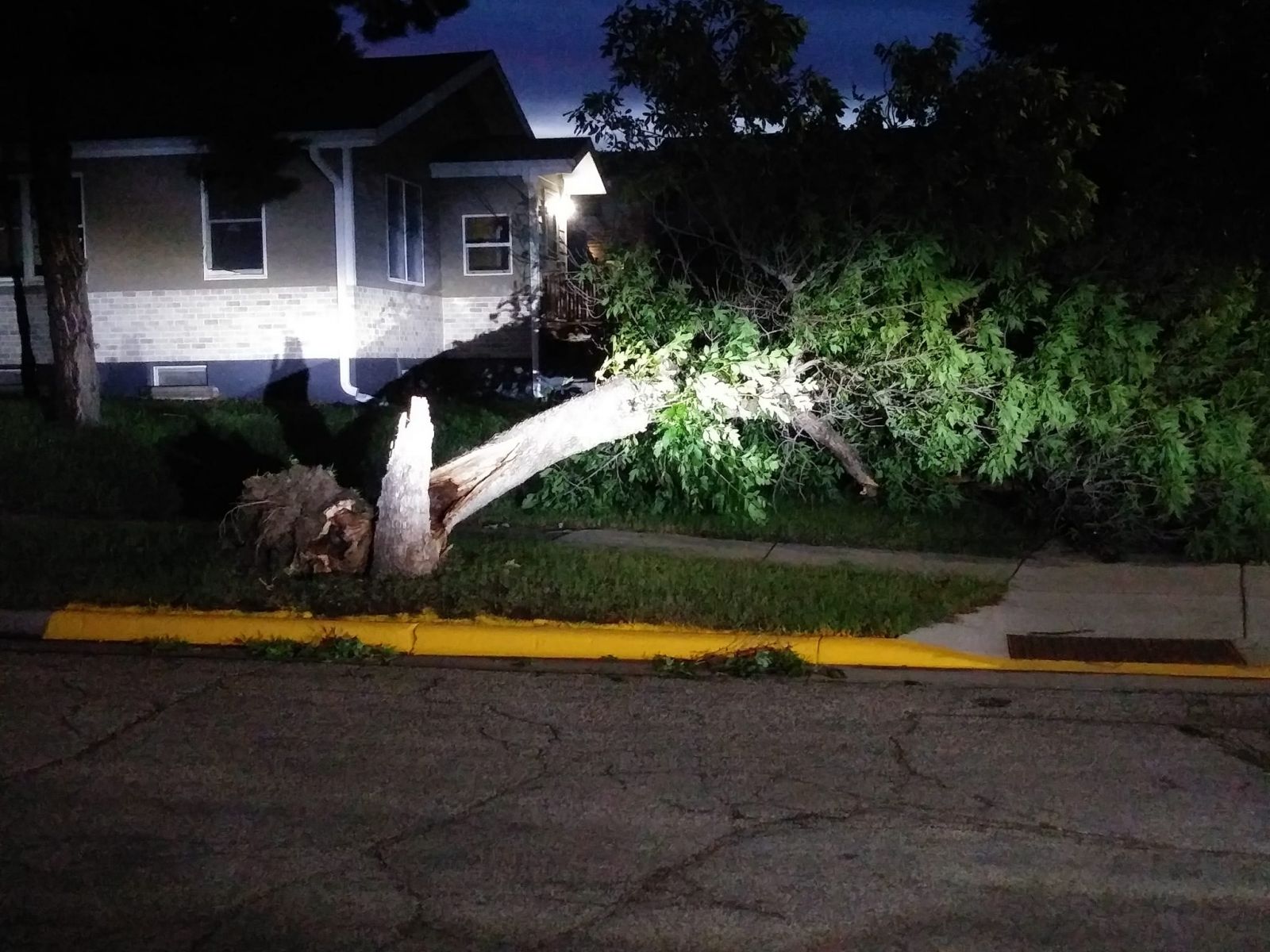 Tree snapped at the base of the trunk. Photo credit KCCR Pierre.