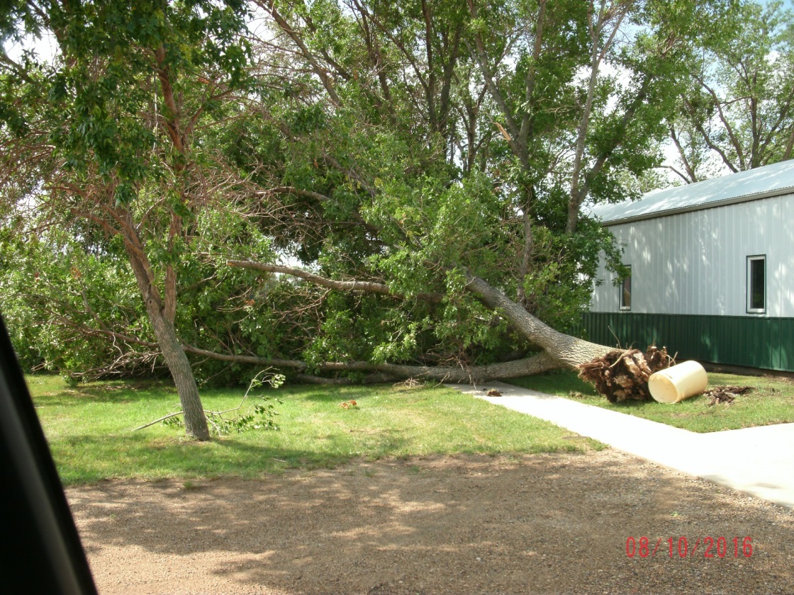 Tree uprooted near the 4H building (Photo from Edmunds County EM)