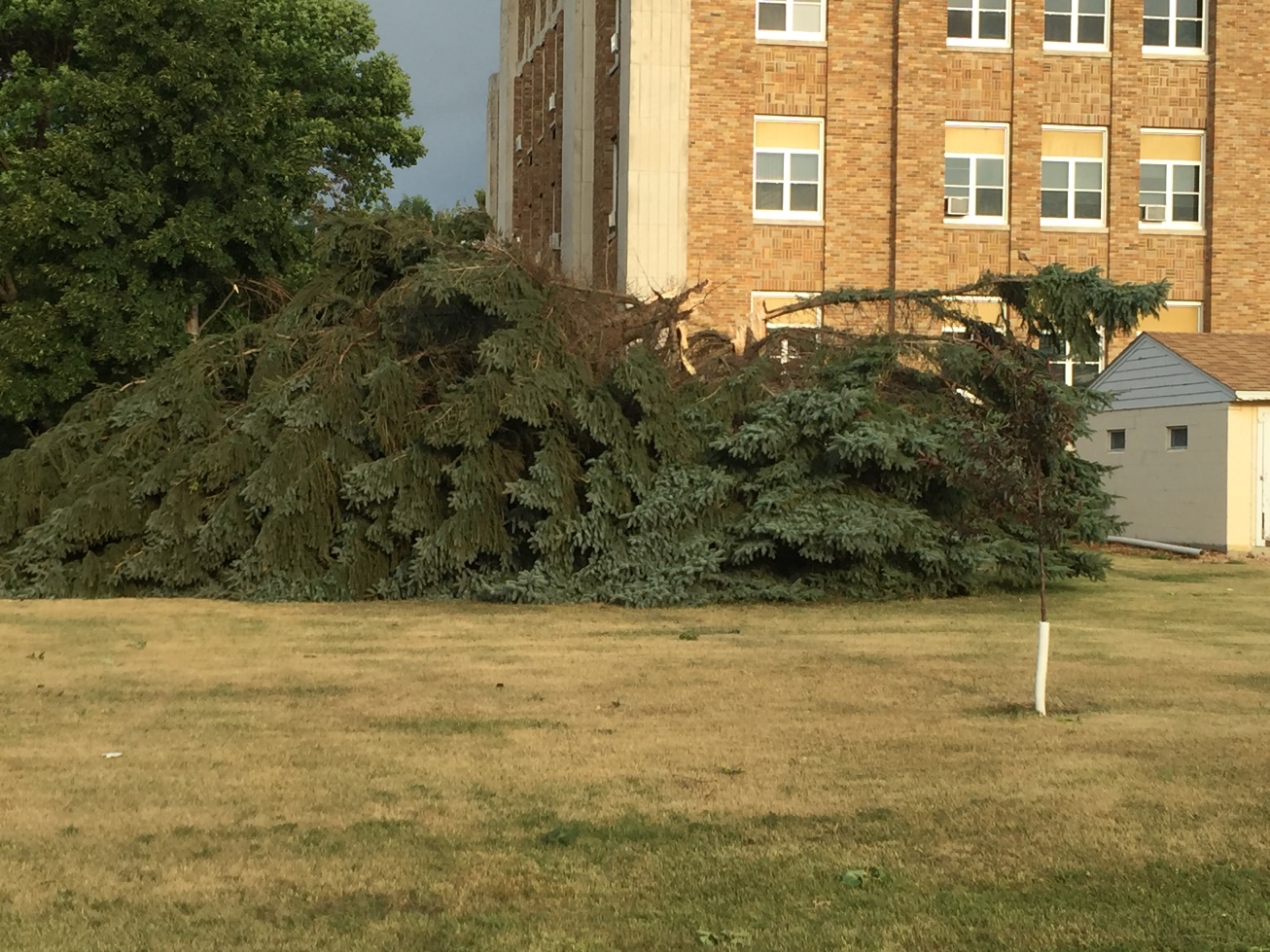 Tree snapped at County Courthouse (Photo from Edmunds County EM)