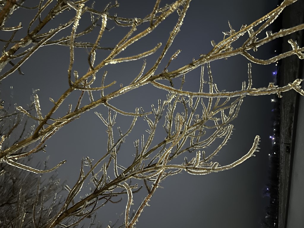 A closer view of ice on the branches of a tree at NWS Aberdeen (Photo by NWS Aberdeen)