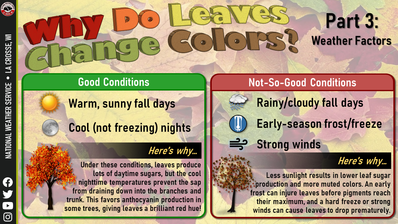 Why Do Leaves Change Colors 