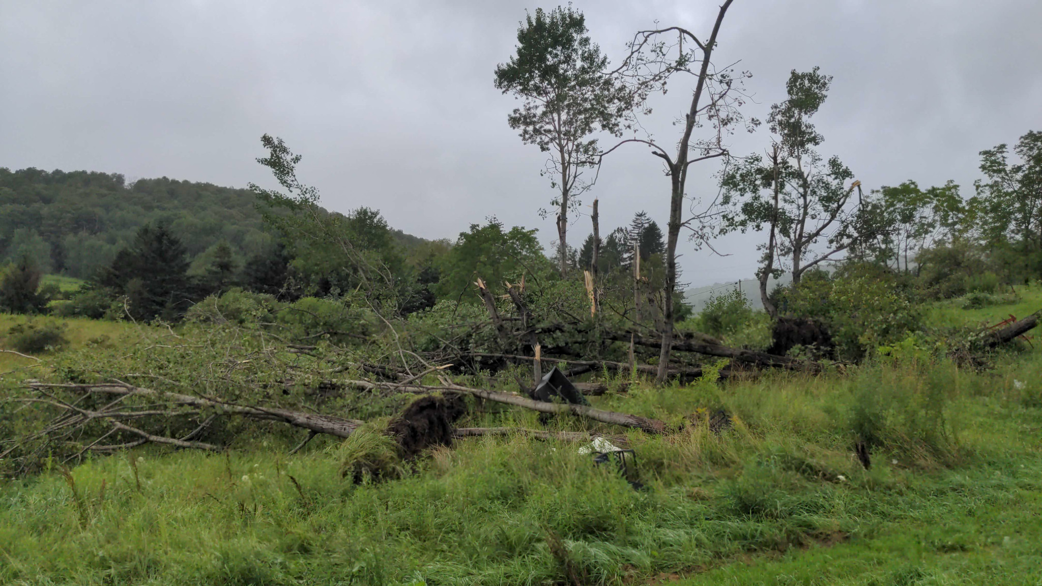 Damage to trees