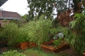 Large limbs down at Gladys Porter Zoo (click to enlarge)