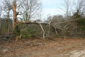 Tree damage photo.