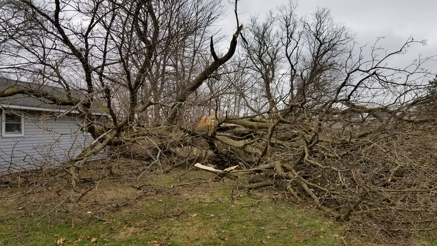 Tree damage in Ravenna