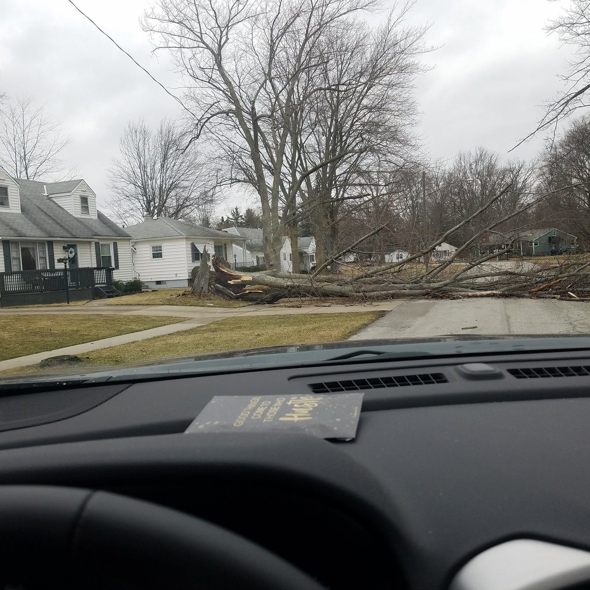 Tree damage in Elyria