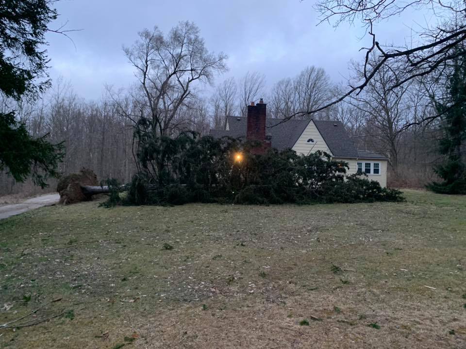 Large pine tree down in Richfield Twp