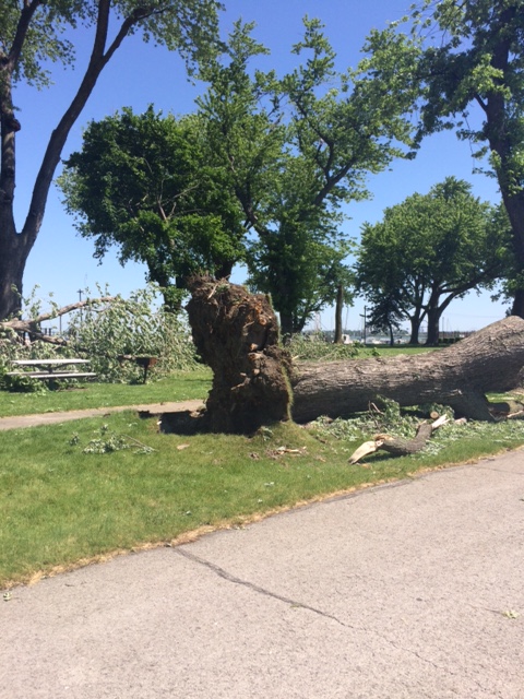 Tree Uprooted in Park in Sandusky
