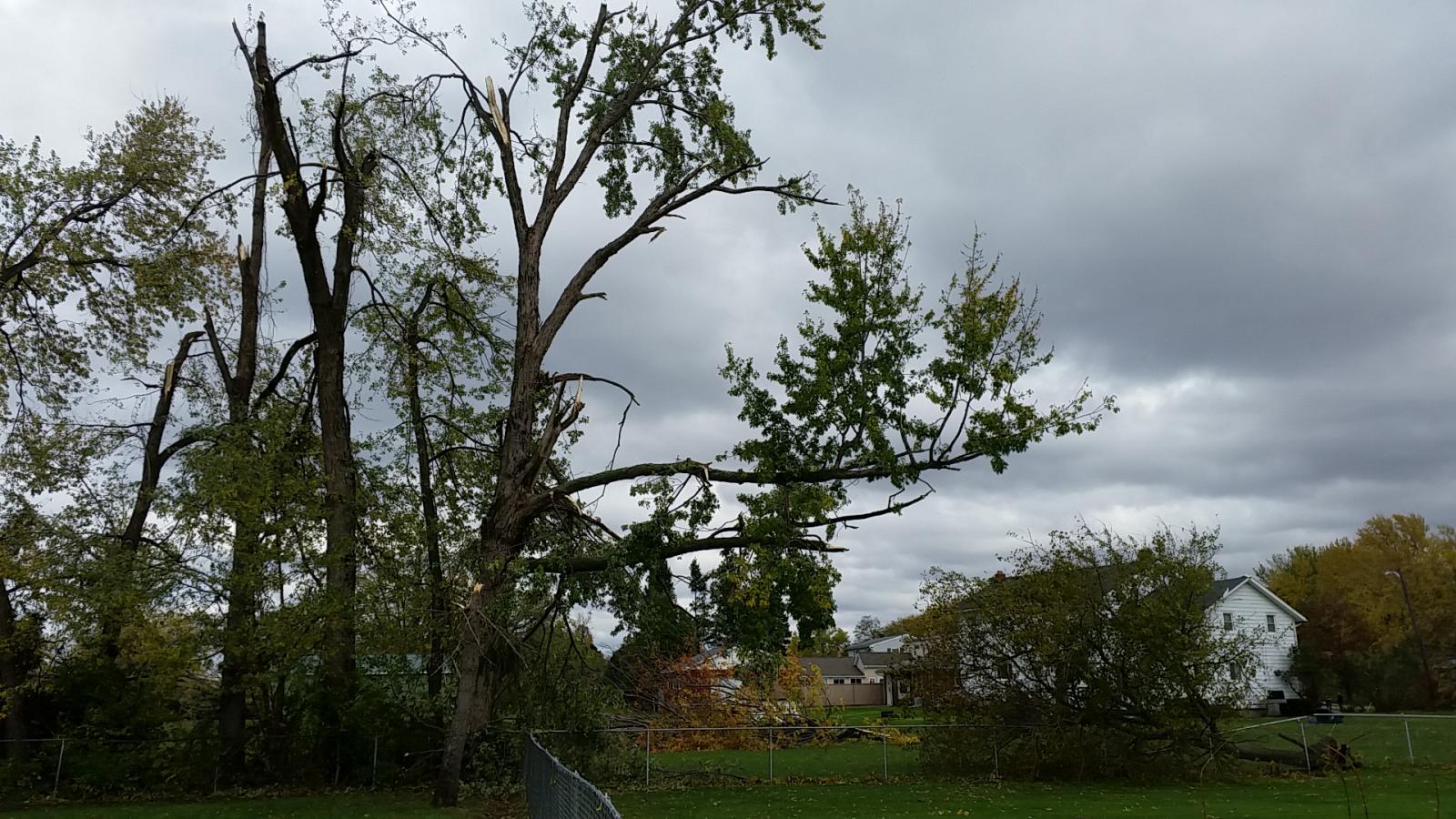 Trees snapped from Milcreek PA Tornado, November 5 2017