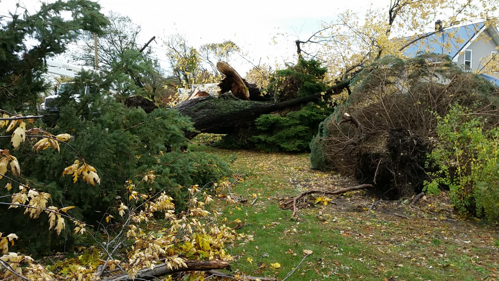 Tree damage in Milcreek PA, November 5 2017
