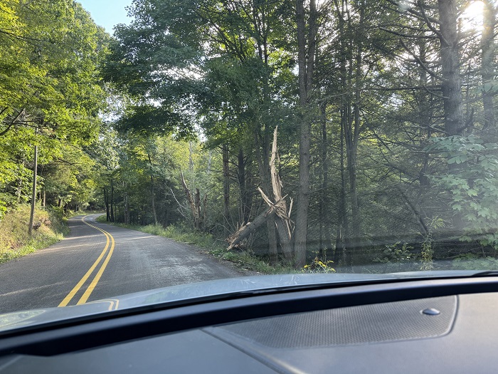 trees_road