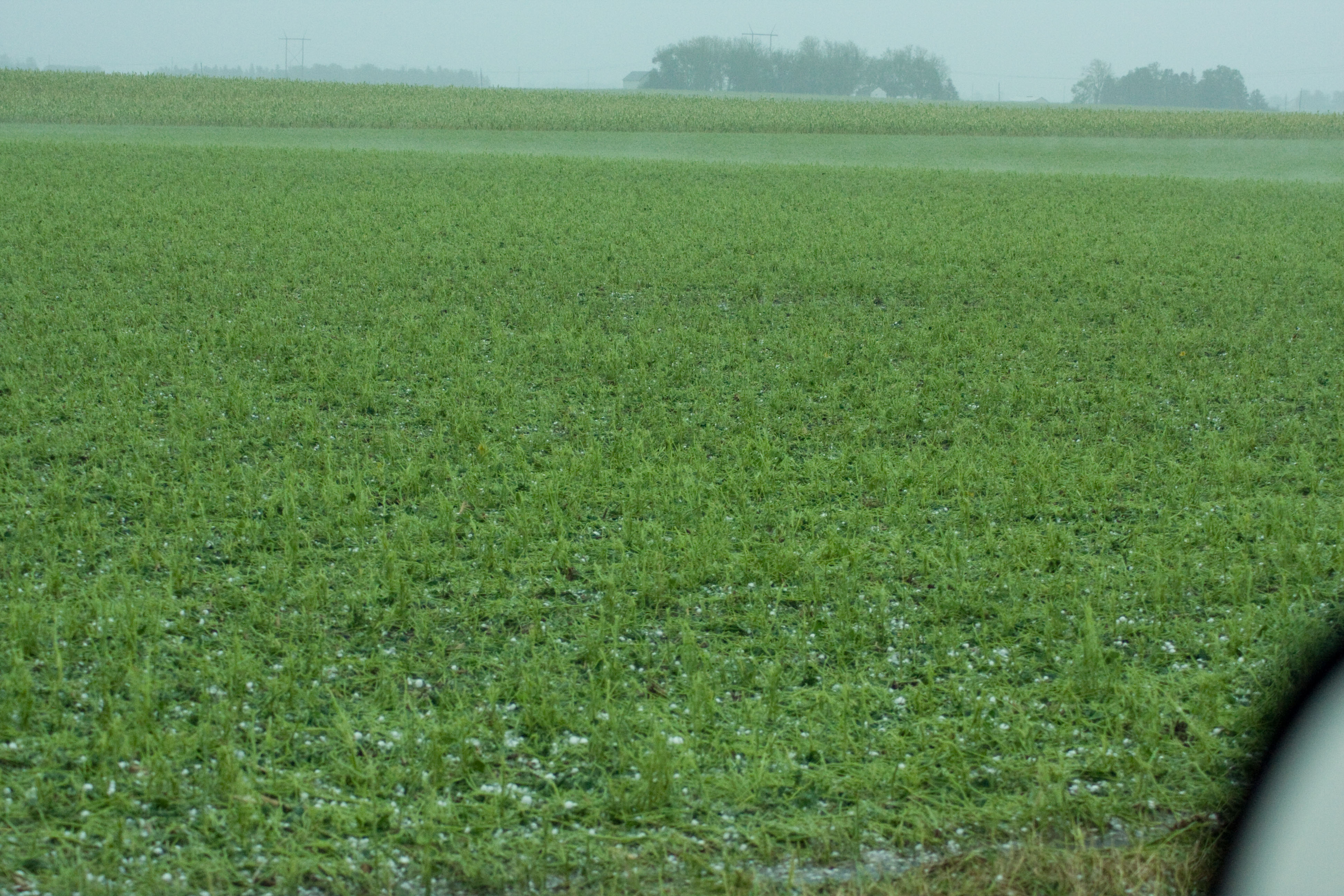 Bean field near Callender, Iowa