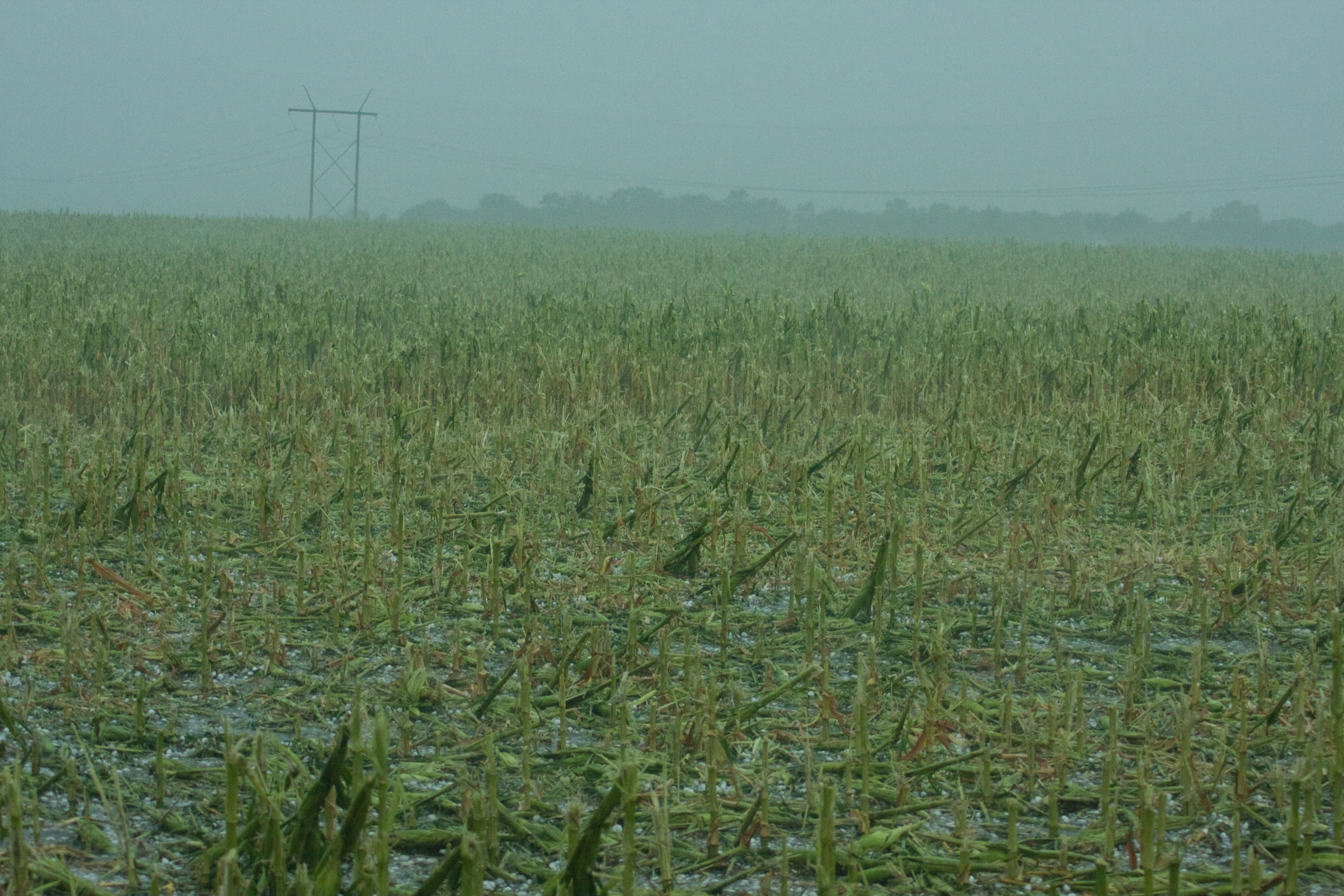 Completely demolished corn field near Callendar, Iowa. The 