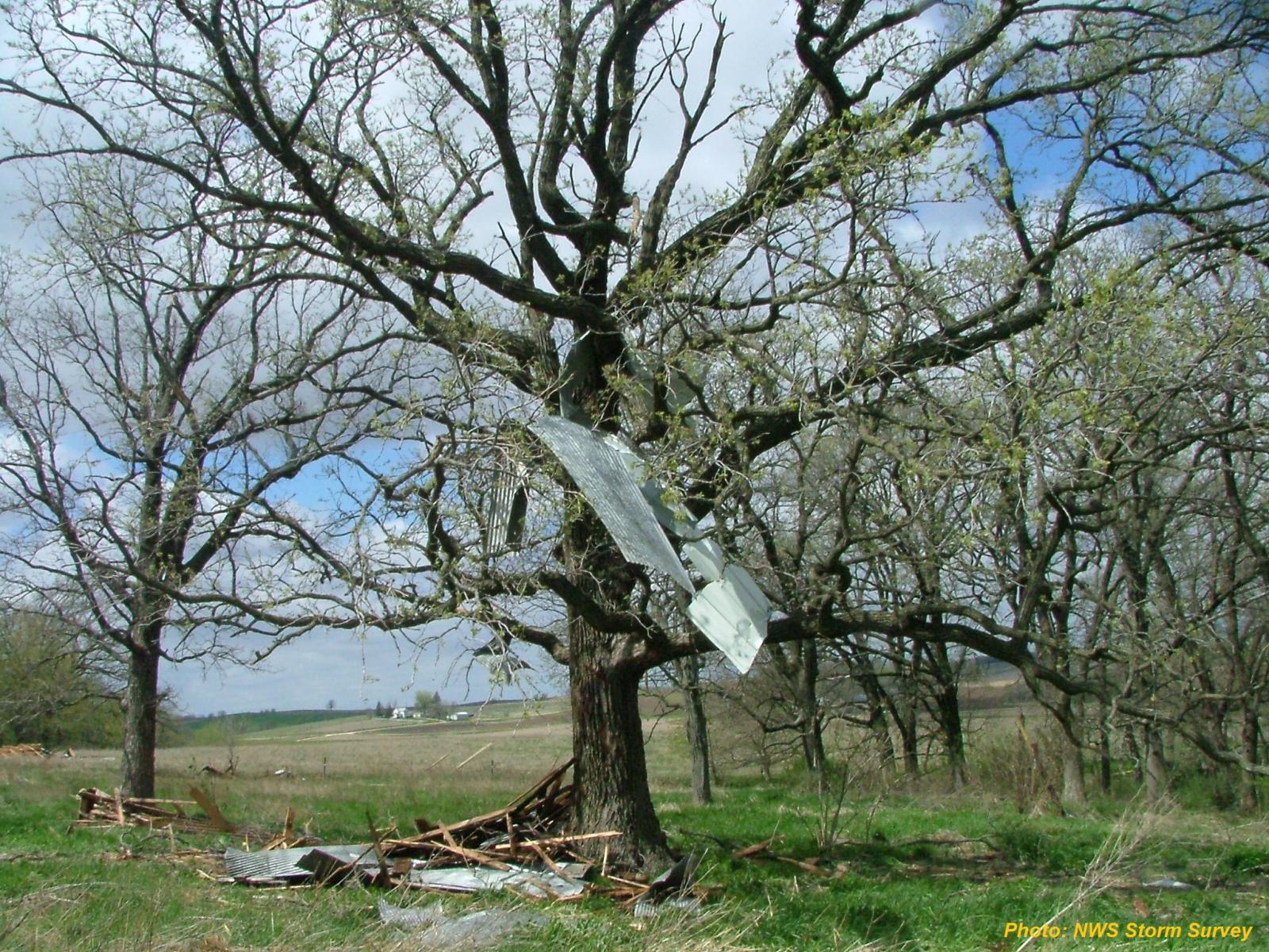 Debris in Tree