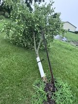 Fruit Tree Damage from East of West Branch