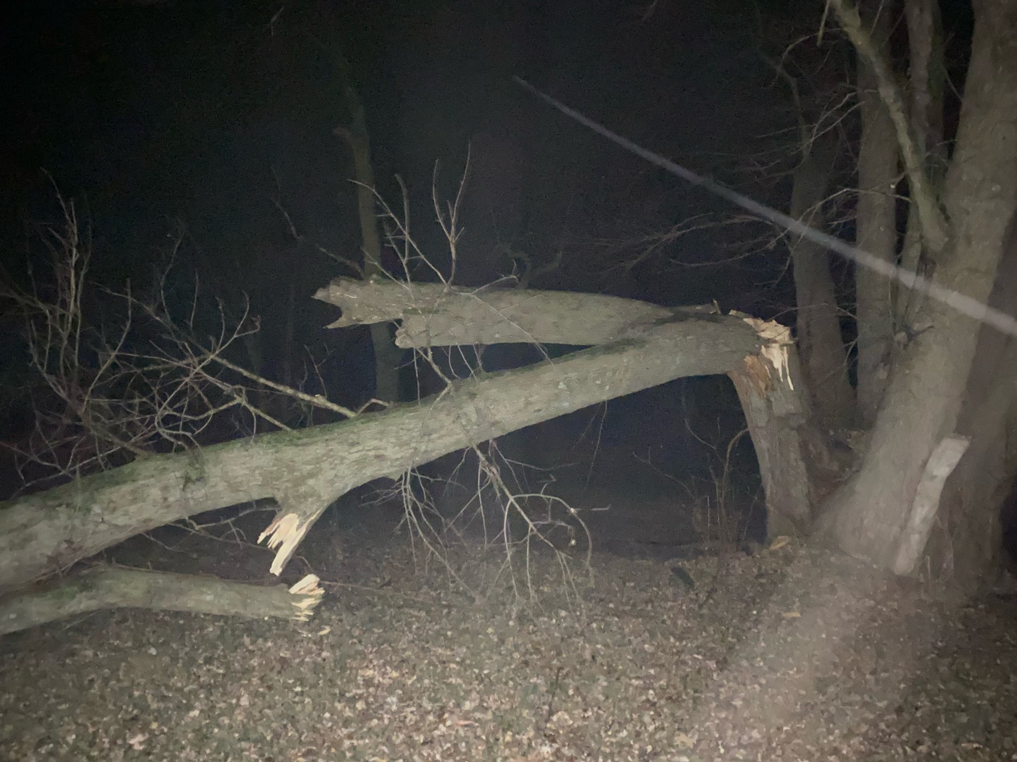 Photo of trees snapped in Brookfield, MO.