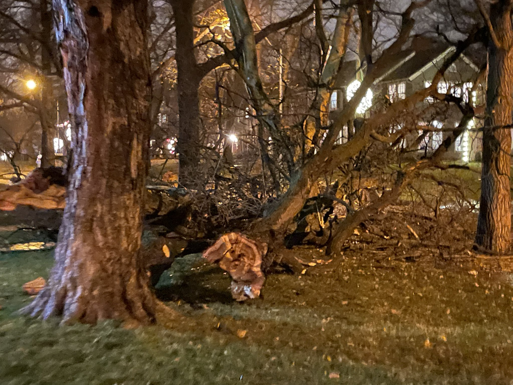 Tree fallen in Brookside neighborhood in Kansas City.
