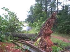 [ tree down in road ]