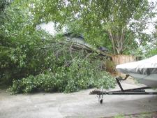 [ tree fell on fence ]