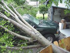 [ tree across fence and on truck ]