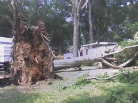 [ tree uprooted ]