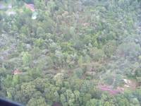 [ aerial view of numerous trees down ]