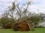 [ Large tree uprooted and on house. ]