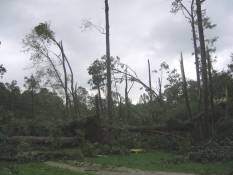 [ Tree damage in Lula (Hall County). ]