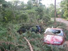 [ Vehicles damaged by falling trees in Social Circle (Walton). ]