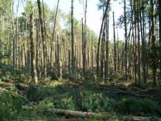 [ hundreds of trees broken off or uprooted in Fannin County ]