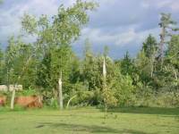 [ Tree damage in Oak Leaf Township (Paulding County) ]