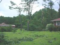 [ tree damage near Nebo Road in southern Paulding County ]