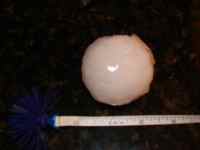 [ Hailstone measuring over 2 inches in diameter. ]