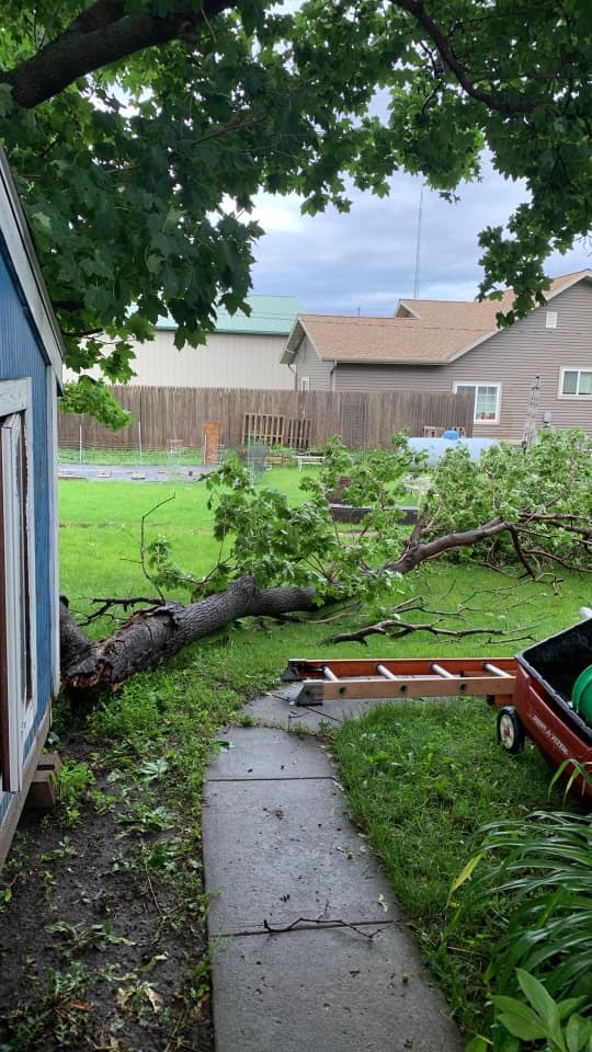 Tree down in a yard from wind