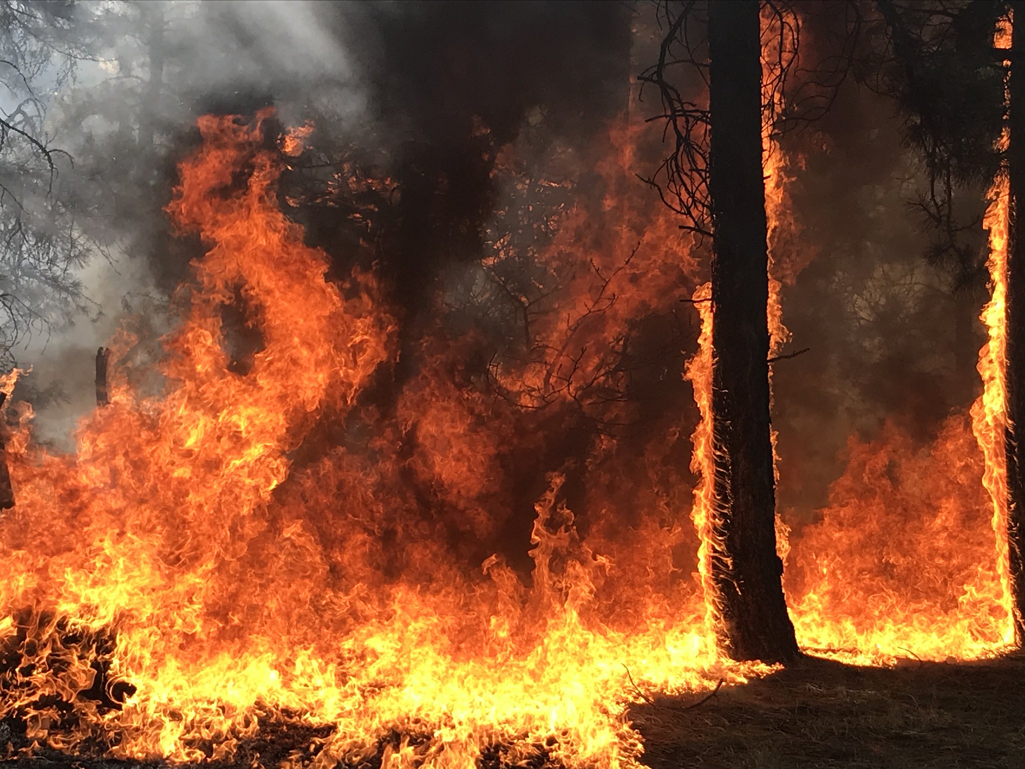 Extreme fire behavior on the Mangum Fire for June 12, 2020. Photo Credit: Kaibab National Forest