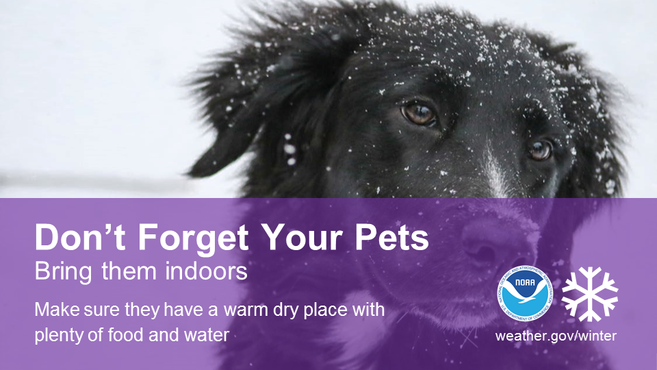 Winter Pet Safety