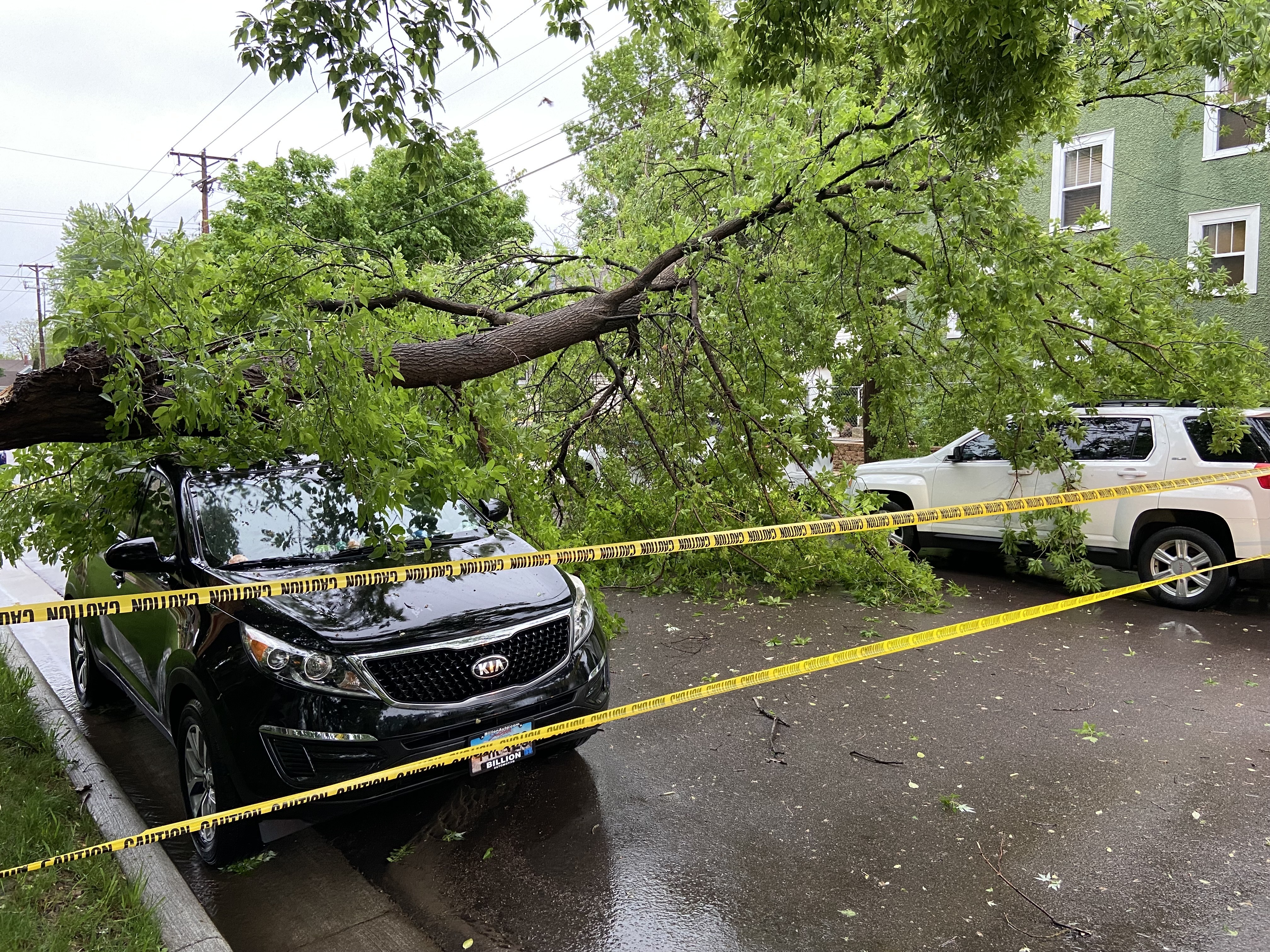 Large branches on cars.