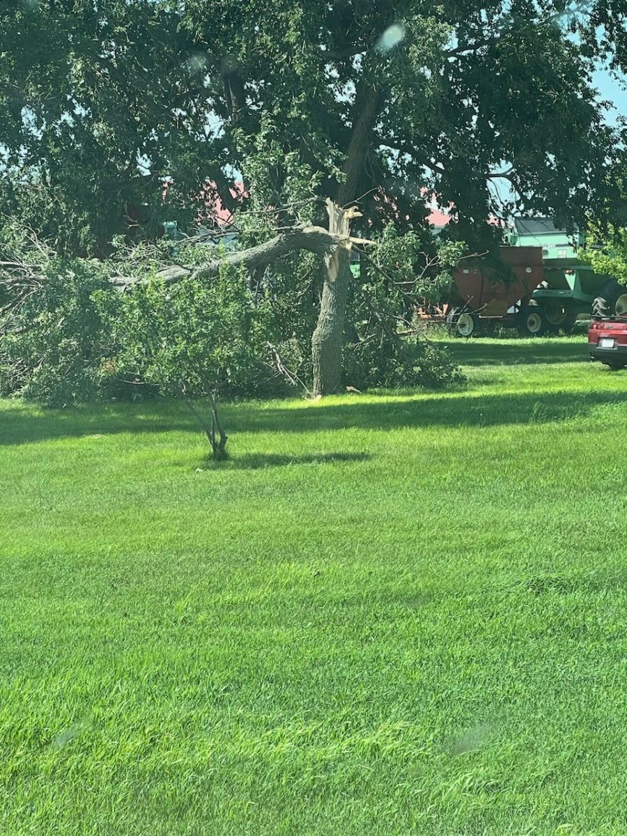 Photo of a snapped tree in Harrison, SD