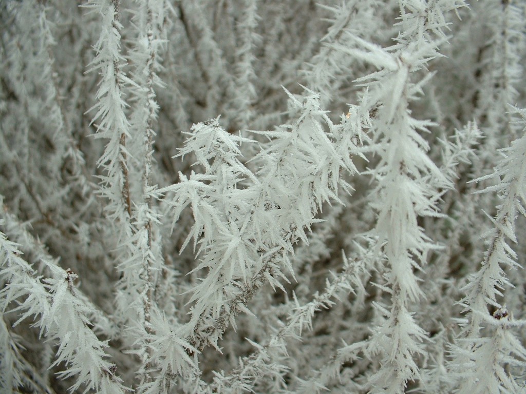 Frost on branches