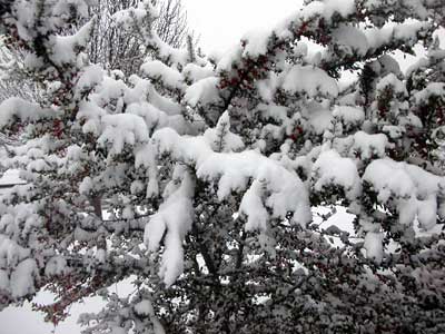 Picture of a tree with heavy snow from the February 14, 2004 snowstorm.