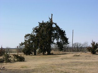 Tree split from tornado near Randall Kansas (Jewell County) on February 28, 2012.