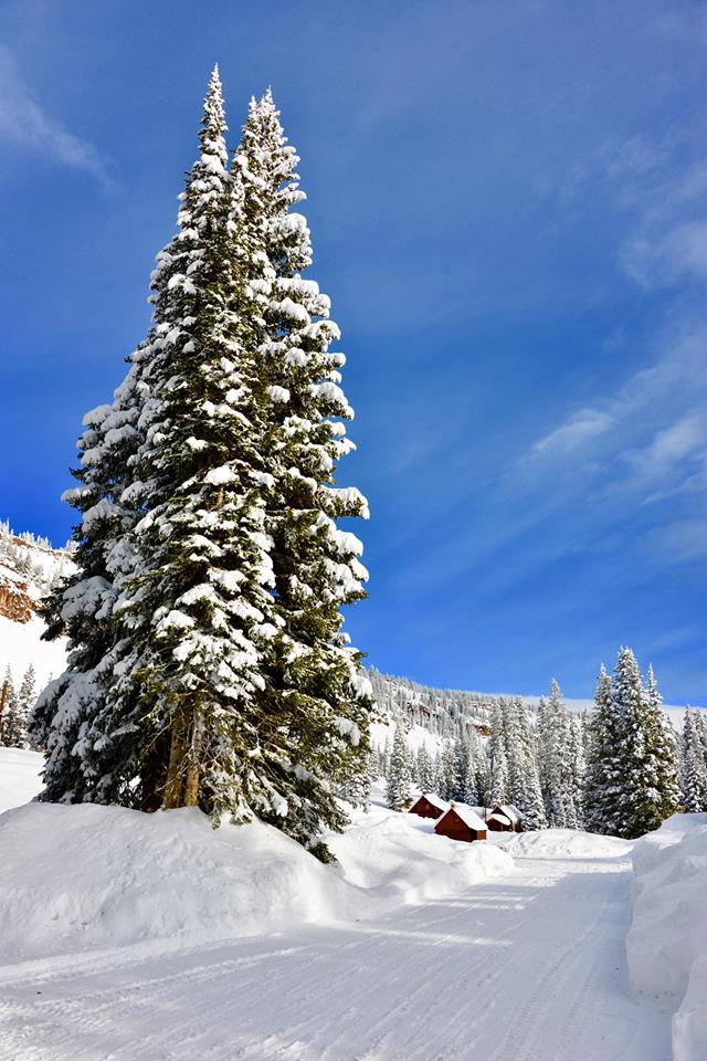 Snow covered trees on the Grand Mesa